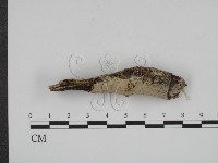 登錄號:F0001518藏品圖，第3張