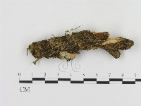 登錄號:F0001519藏品圖，第1張