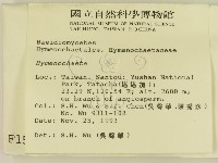 刺革菌屬藏品圖，第2張