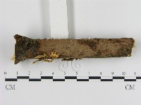 刺革菌屬藏品圖，第1張