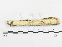 登錄號:F0001522藏品圖，第1張