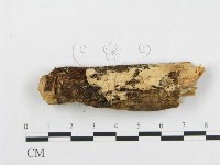 登錄號:F0001524藏品圖，第1張