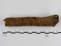 刺革菌屬藏品圖，第1張
