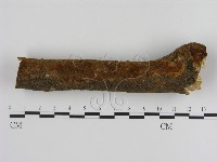 刺革菌屬藏品圖，第3張