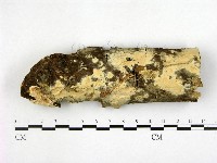 登錄號:F0001535藏品圖，第1張