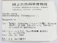 蜂窩菌屬藏品圖，第2張