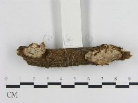 蜂窩菌屬藏品圖，第1張