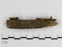 蜂窩菌屬藏品圖，第3張