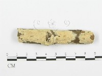 齒耳菌屬藏品圖，第1張