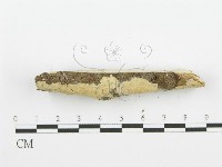 齒耳菌屬藏品圖，第3張