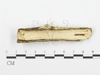 齒耳菌屬藏品圖，第4張