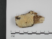 登錄號:F0001542藏品圖，第1張