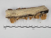 登錄號:F0001543藏品圖，第3張