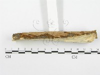登錄號:F0001545藏品圖，第6張