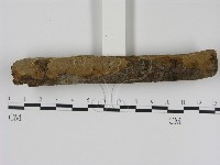 刺革菌屬藏品圖，第3張