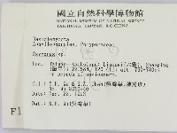 銳孔菌屬藏品圖，第2張