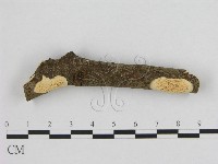 銳孔菌屬藏品圖，第1張