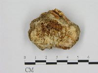 寡孔菌屬藏品圖，第1張
