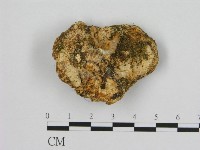 寡孔菌屬藏品圖，第3張