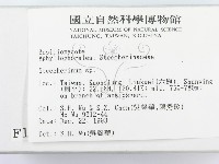 齒耳菌屬藏品圖，第2張