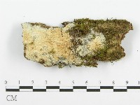 齒耳菌屬藏品圖，第1張