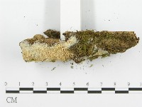 齒耳菌屬藏品圖，第3張