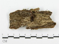 齒耳菌屬藏品圖，第4張