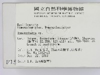 刺革菌屬藏品圖，第2張