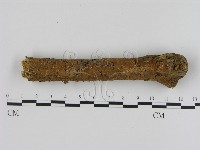 刺革菌屬藏品圖，第1張