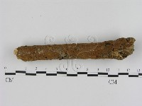 刺革菌屬藏品圖，第3張