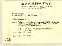 刺皮菌屬藏品圖，第2張
