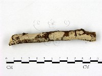 刺皮菌屬藏品圖，第3張