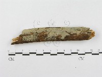 登錄號:F0001556藏品圖，第1張