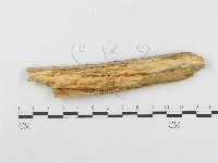 登錄號:F0001556藏品圖，第4張