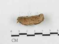 硬孔菌屬藏品圖，第1張