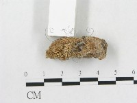 硬孔菌屬藏品圖，第3張