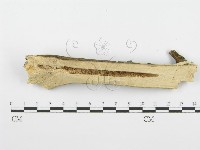 登錄號:F0001560藏品圖，第1張