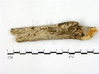 刺皮菌屬藏品圖，第1張