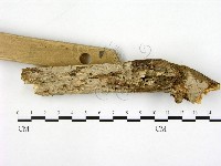 刺皮菌屬藏品圖，第3張