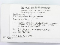 齒耳菌屬藏品圖，第2張