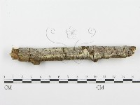齒耳菌屬藏品圖，第1張