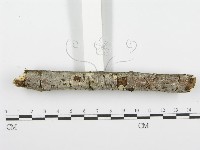 齒耳菌屬藏品圖，第3張