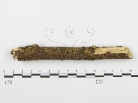 齒耳菌屬藏品圖，第4張