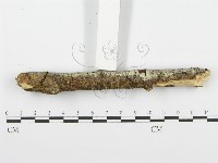 齒耳菌屬藏品圖，第5張
