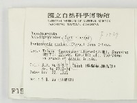 冇骨消絲齒菌藏品圖，第2張