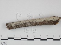 冇骨消絲齒菌藏品圖，第3張