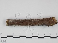 冇骨消絲齒菌藏品圖，第4張