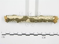 登錄號:F0001568藏品圖，第4張