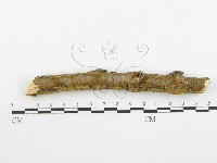 登錄號:F0001570藏品圖，第5張