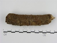 刺革菌屬藏品圖，第1張